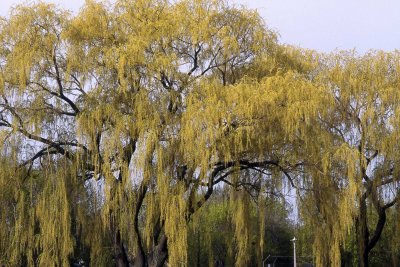 Willow trees in North York @f8 Fujichrome
