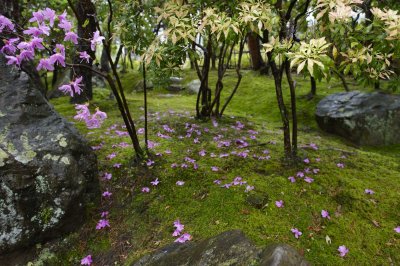 Tsutsuji of a garden in Kyoto @f4 D700