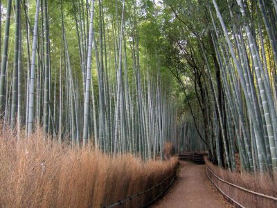 Bamboo forest at Sagano Kyoto