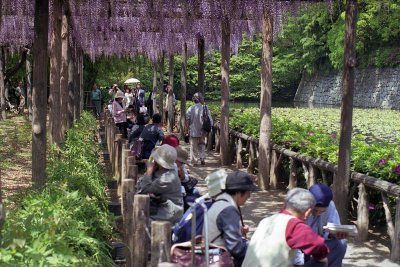 Wistaria in Odawara Reala