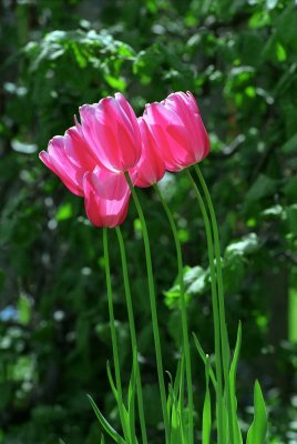 Tulips Reala