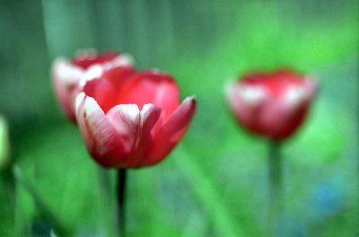 Tulips @f1.2 Reala