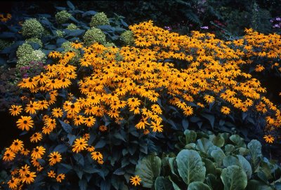 Black-eyed Susans RVP100