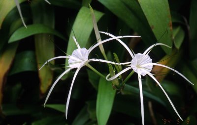 Spider lily KR64