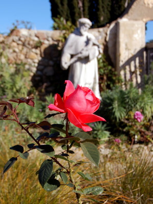 rose at Carmel Mission