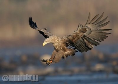 Jūrinis erelis - Haliaeetus albicilla - White-tailed Eagle