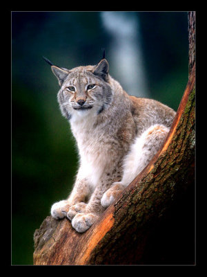 Lūis - Lynx lynx - Eurasian Lynx