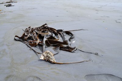 Seaweed on the Sea Shore