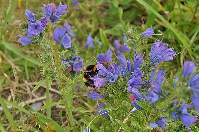 Meadow Bumblebee