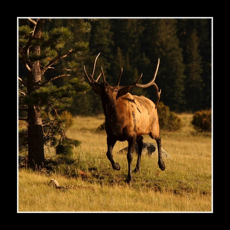 Angry Elk