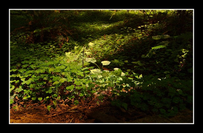 Life at the Feet of the Trees