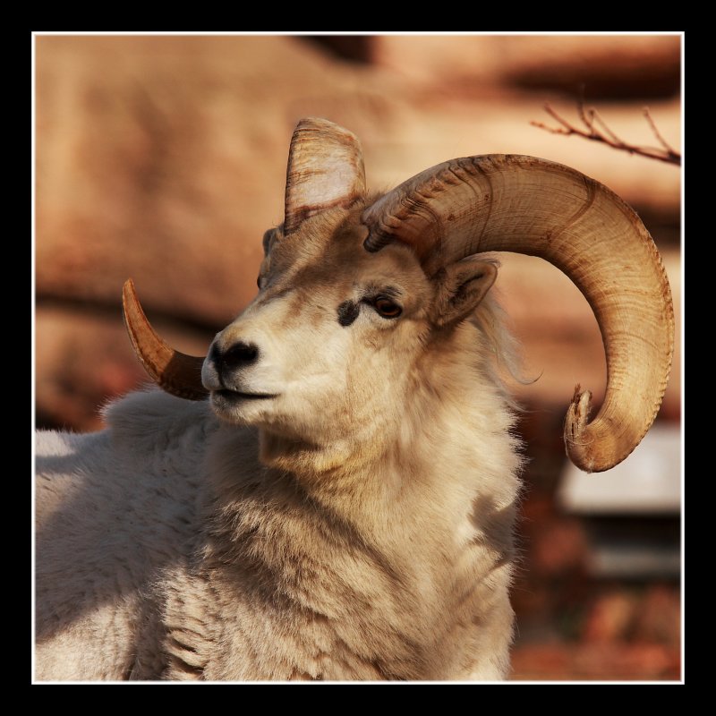 Dall Sheep II
