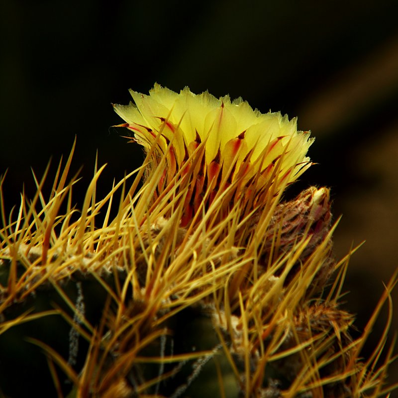 Colorful Glow of Desert Hope