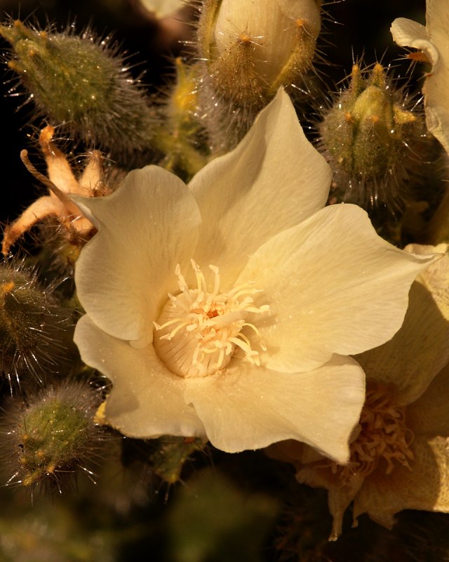 Stingbush Flower