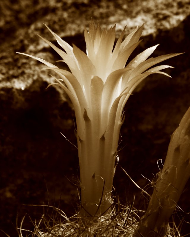 Cactus Luminaria