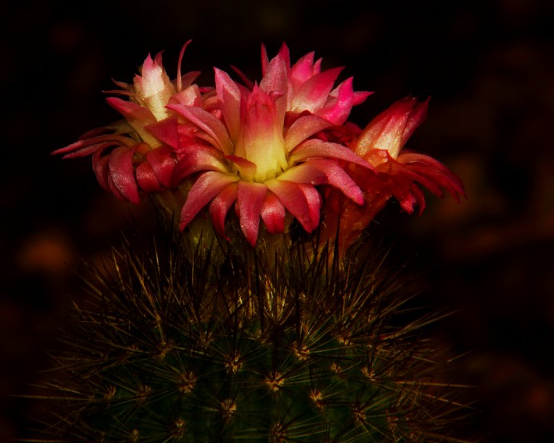 Wellspring of Cactus Color