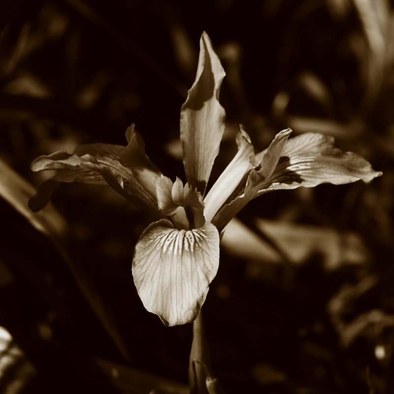Iris in Form Only
