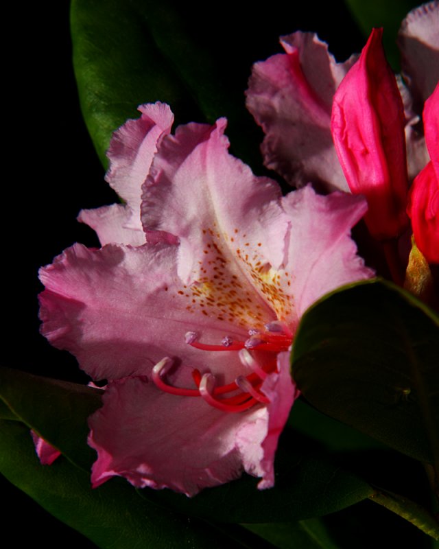 Rododendron Blossom