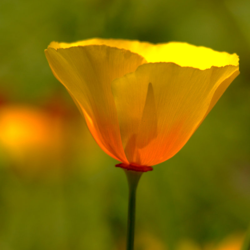 Colorful Beauty Lost in the Wind