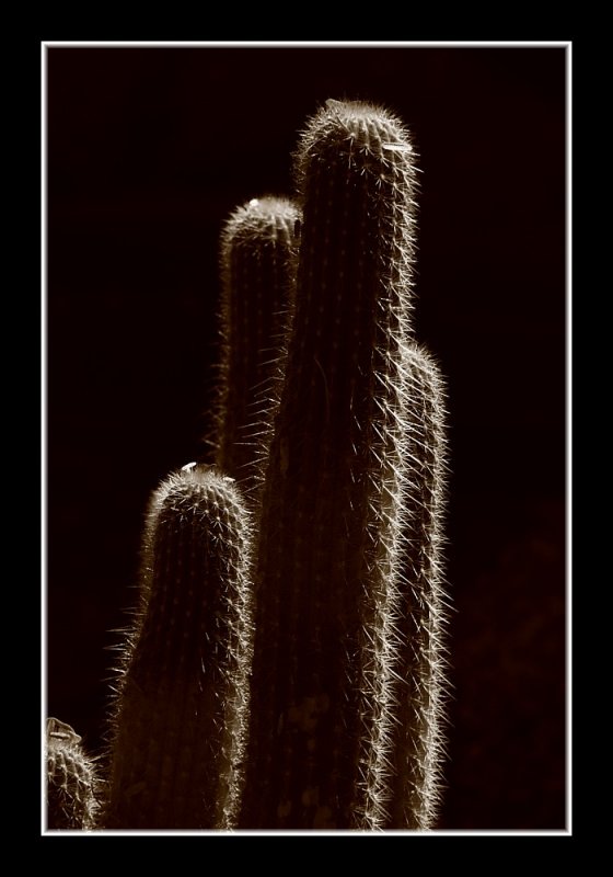 Cactus Light