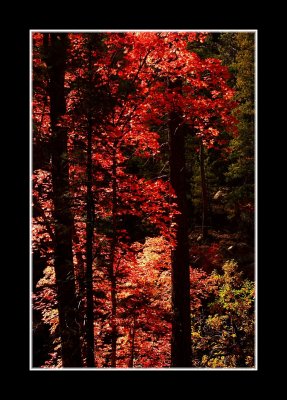 Red Autumn Shadows