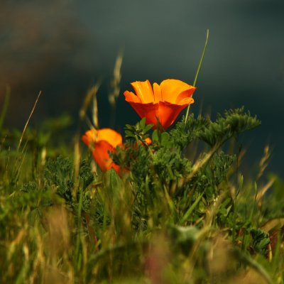 Spring on the Coast