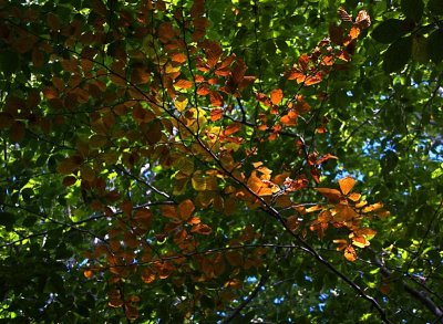 autumn colours in summer