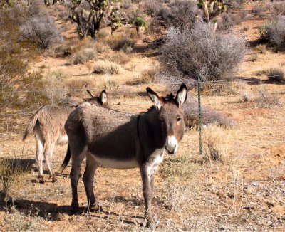 New Additions_Ice Box Canyon_NV Dec_2009.jpg