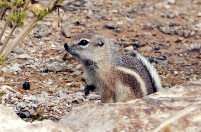 Antelope_Squirrel_Springs Preserve.jpg