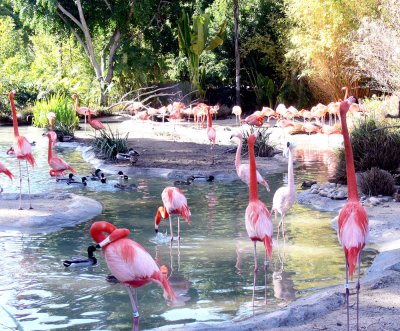 Flamingo_Island.jpg