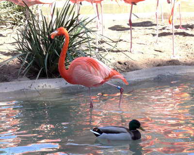 Flamingo_and_Drake.jpg