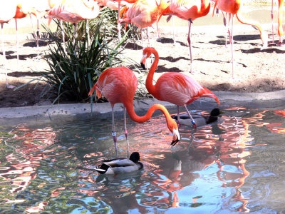 Flamingos_and_Drakes.jpg