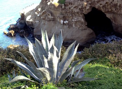 LaJolla_Cave_at_LaJolla Cove.jpg