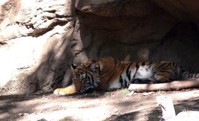 Resting_Tiger.jpg