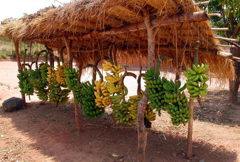 bananas on Nkhata Bay road.jpg