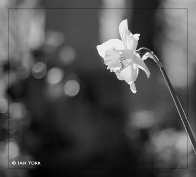 Daffodil in White