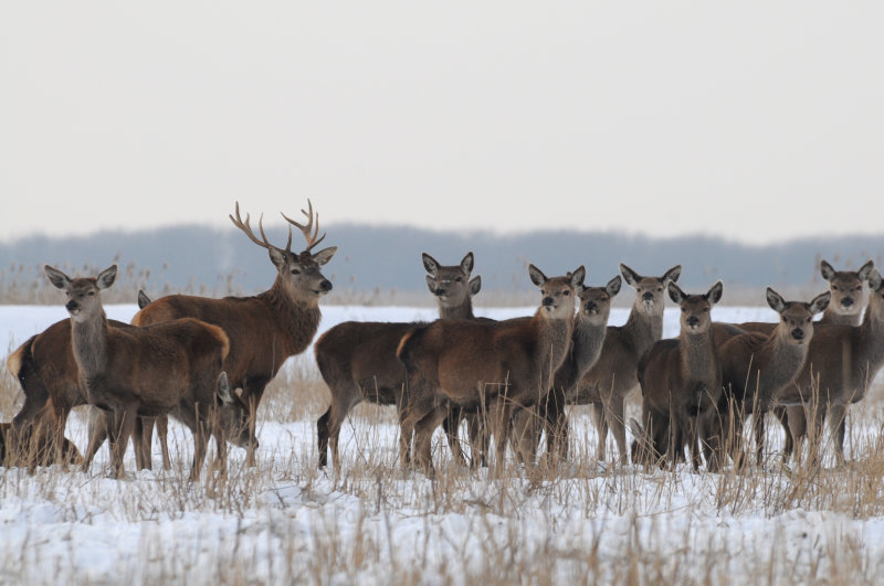 Red Deer - Edelhert