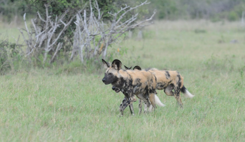 Wild dog - Lycaon pictus