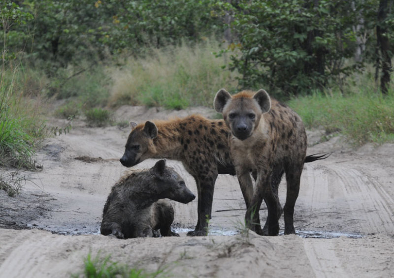 Spotted Hyaena - Crocuta crocuta