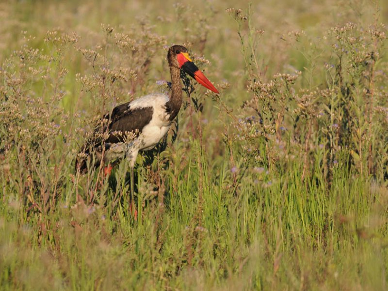 Saddlebilled Stork - Ephippiorhynchus senegalensis