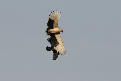 Palmnut Vulture - Palmgier