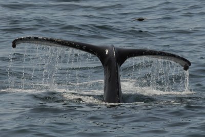 Butrug-Humback Whale - Bering Sea  Kamchatka