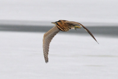 Great Bittern - Roerdomp - Botaurus stellaris