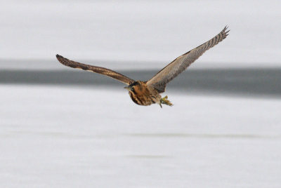 Great Bittern - Roerdomp - Botaurus stellaris