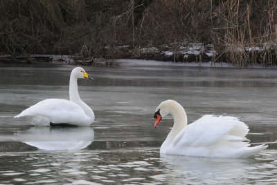Whooper-& Mute Swan