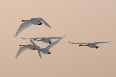  Wilde Zwaan - Whooper Swan - Cygnus cygnus