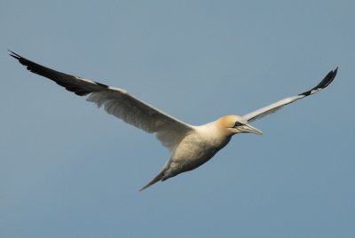 DSC_3102 Jan van Gent - Gannet - Sula bassanus.jpg