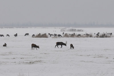  Edelhert - Red Deer