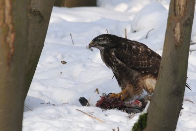   Buizerd - Buzzard  on  dead pigeon