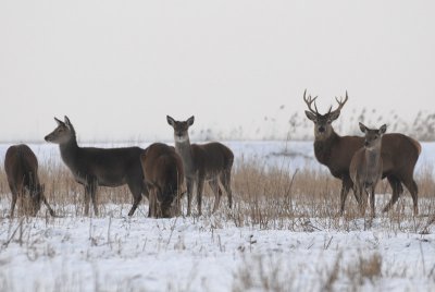  Edelhert - Red Deer